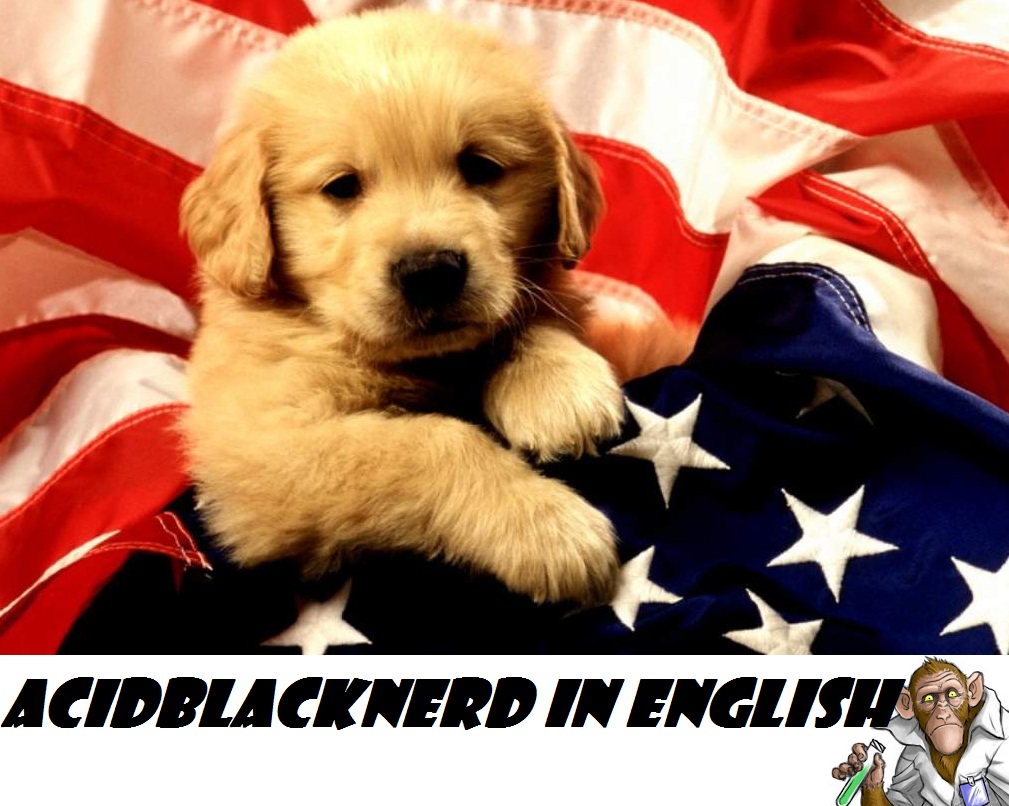 cachorro-com-bandeira-dos-estados-unidos-003f8